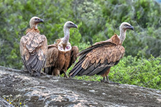 Gänsegeier