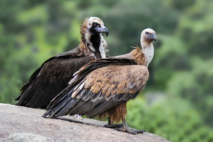 Gänsegeier fotografieren