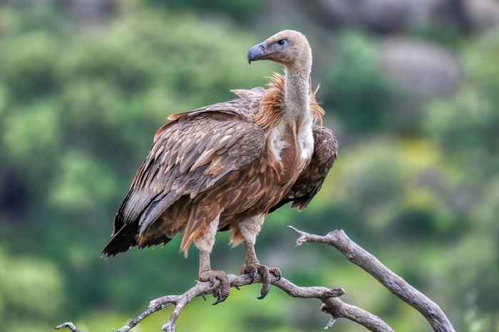 Gänsegeier
