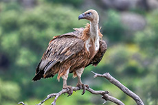 Gänsegeier