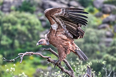 Gänsegeier