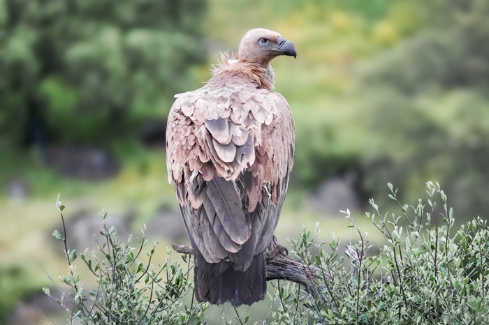 Gänsegeier
