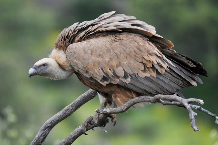Gänsegeier