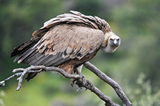 Gänsegeier
