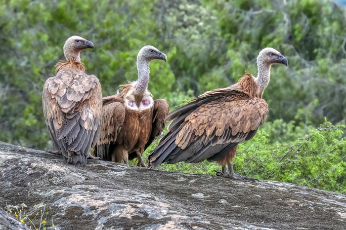 Gänsegeier