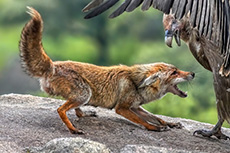Gänsegeier