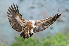 Gänsegeier