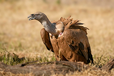 Gänsegeier