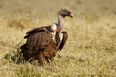 Gänsegeier