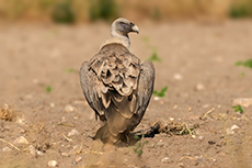 Gänsegeier