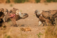 Gänsegeier