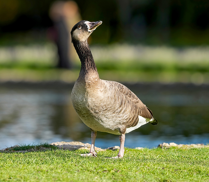 Kanadagans Mischling