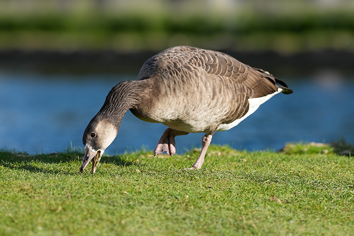 kanadagans graugans hybrid