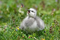 Gänseküken