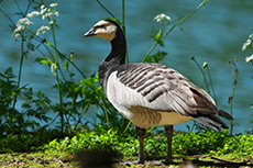 gans