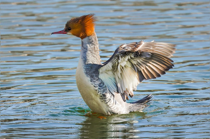 Gänsesäger Weibchen