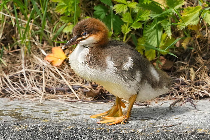 Gänsesägerküken