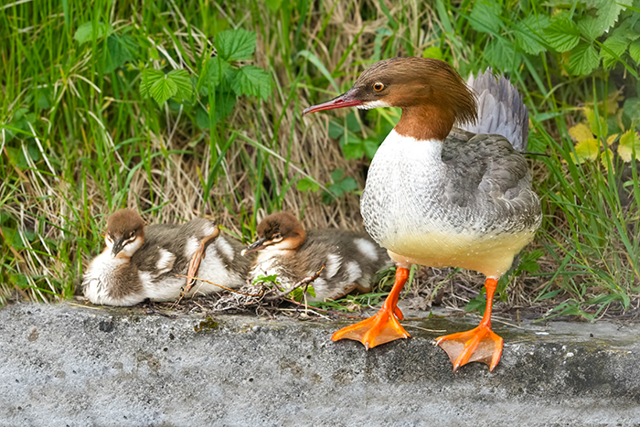 Gänsesäger Familie