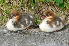 Gänsesäger