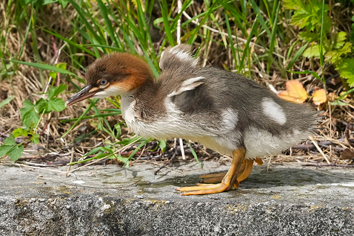 Gänsesäger Küken