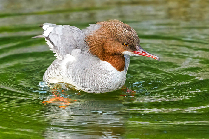 Gänsesäger Weibchen
