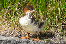 Gänsesäger