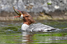 Gänsesäger