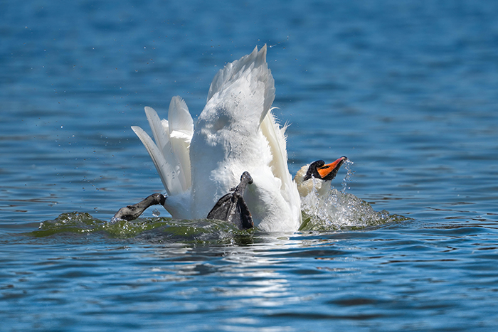 schwan