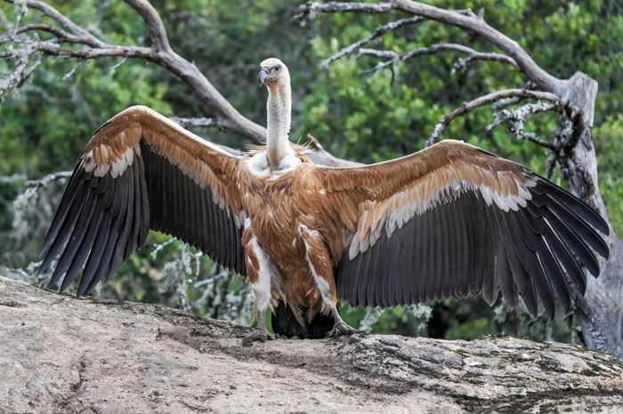 Gänsegeier Fotoversteck