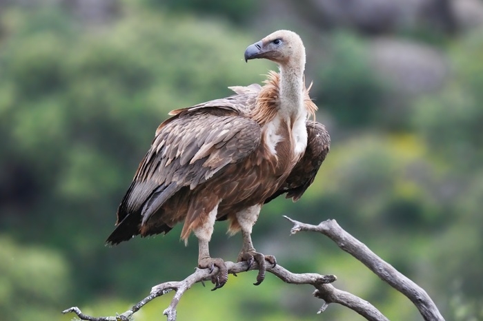 Geier Fotoansitz mieten