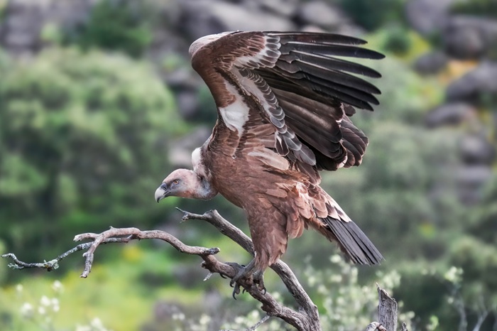 Greifvogel Fotoversteck