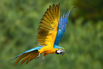 Vögel Südamerika