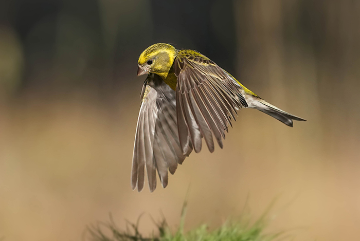 fliegender Girlitz