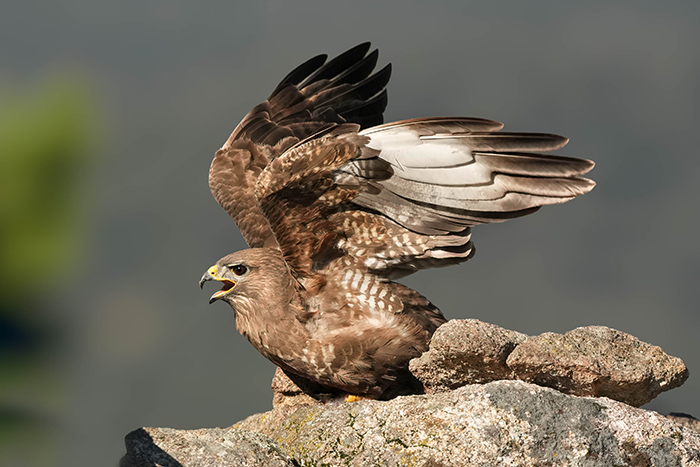 Ansitzfotografie Grefivögel