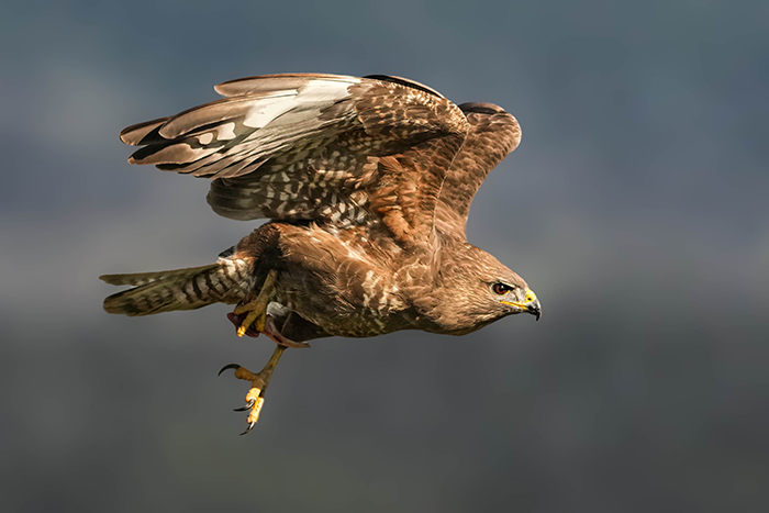 Greifvogel Ansitzfotografie