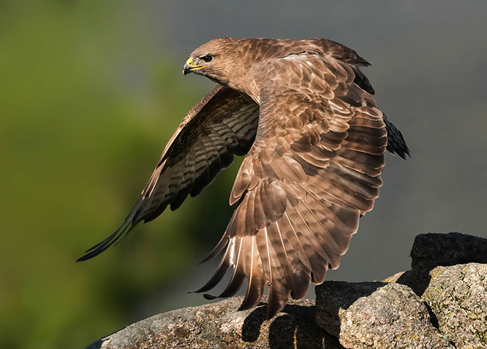 Greifvogel Fotoversteck