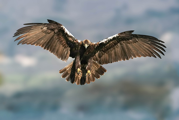 Greifvogel Ansitzfotografie