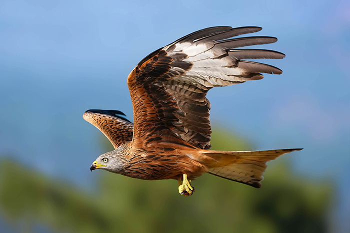 Greifvogelfotografie Reise