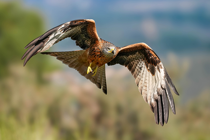 Greifvogel Fotografie Reise