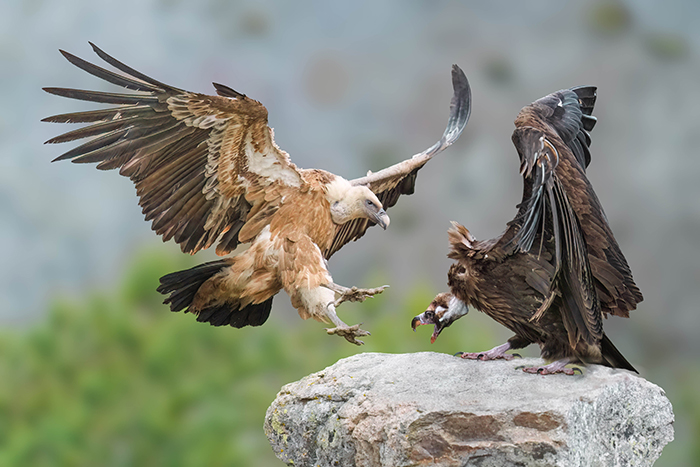 Greifvogel Geier Fotoansitz