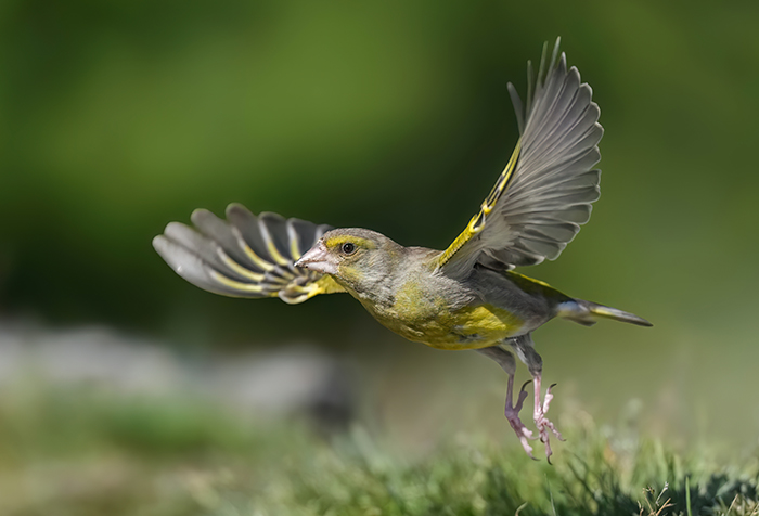Fliegender Grünfink