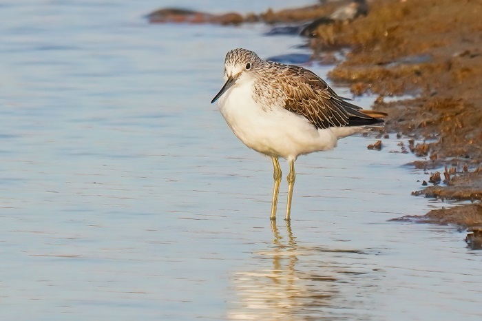 Vogelbeobachtung Gran Canaria