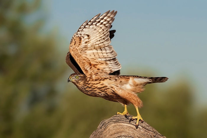 Habicht fotografieren