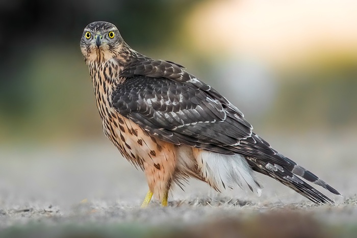 Habicht Fotoversteck Habicht Fotoansitz