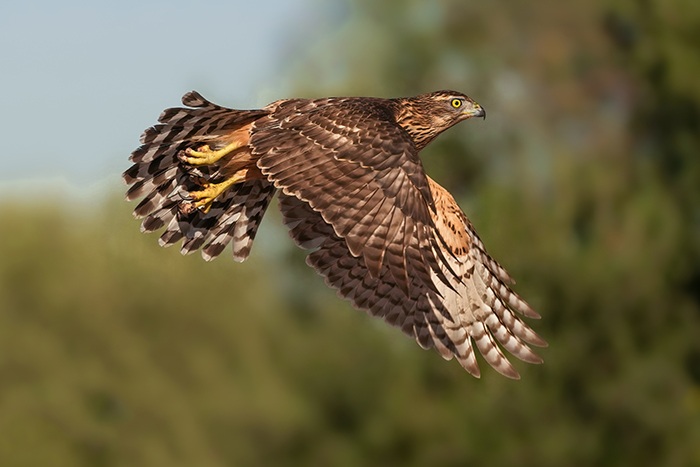 Habicht fotografieren