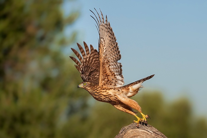 Habicht Fotoversteck