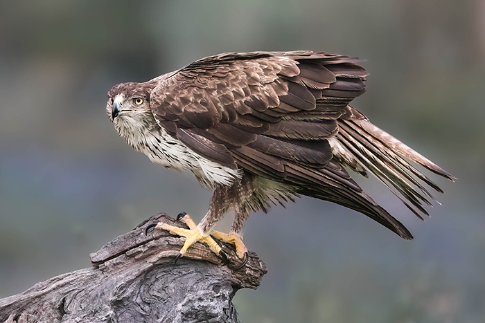 adler fotografieren