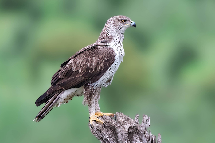 Habichtsadler Bild