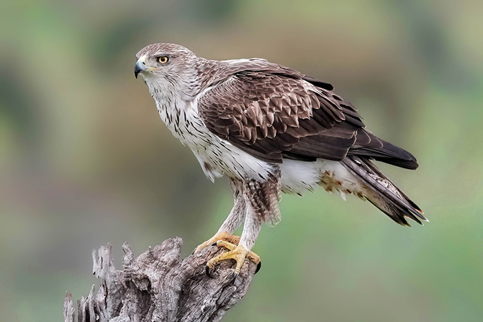 Habichtsadler