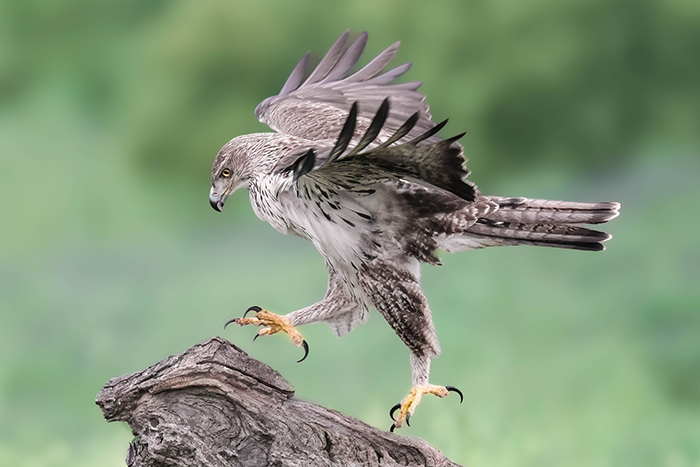 vogelarten spanien